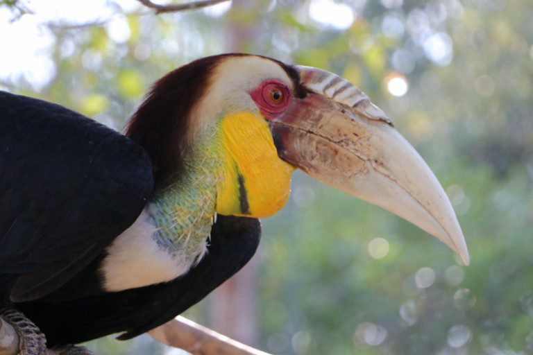 Hornbill