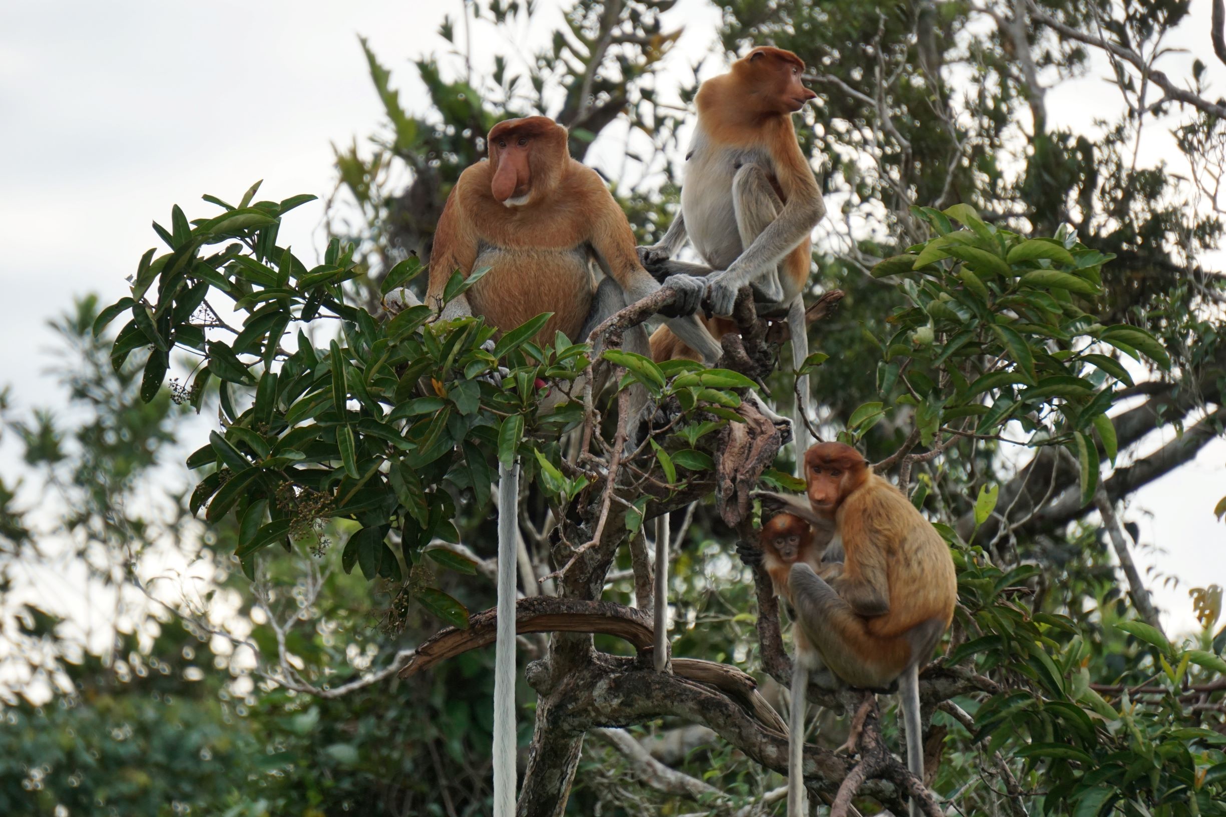 The Proboscis monkey, native to Kalimantan and the rest of Borneo, is classified as endangered on the International Union for Conservation of Nature's Red List of Threatened Species.