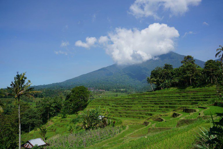 The view across rice fields to Mt Batukaru