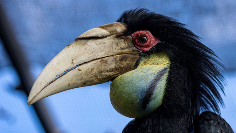 Hornbill