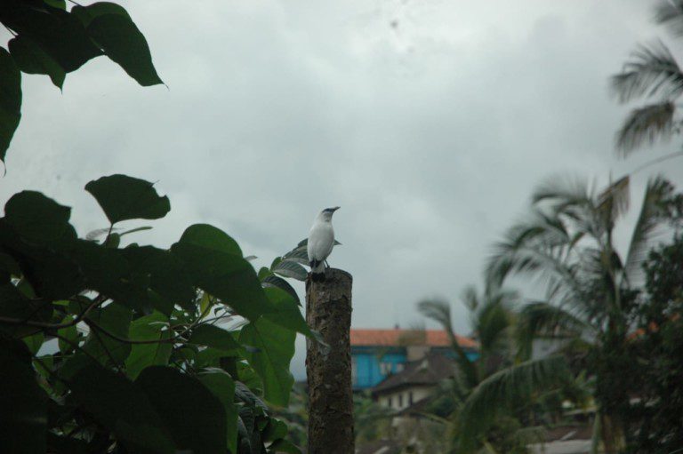 The Bali starling