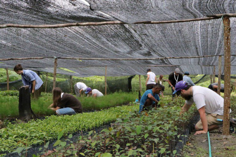 Volunteers working in the nursery