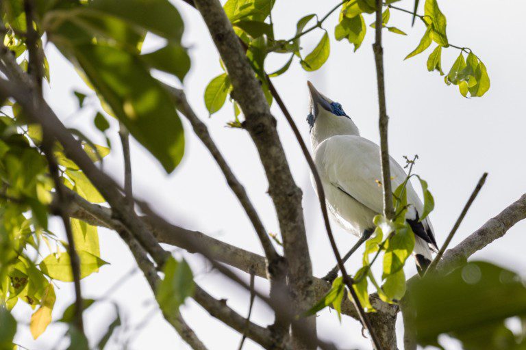 Friends of Nature, People and Forests FNPF has saved the Bali Starling, one of the world’s rarest birds, from the brink of extinction in the wild in Indonesia.