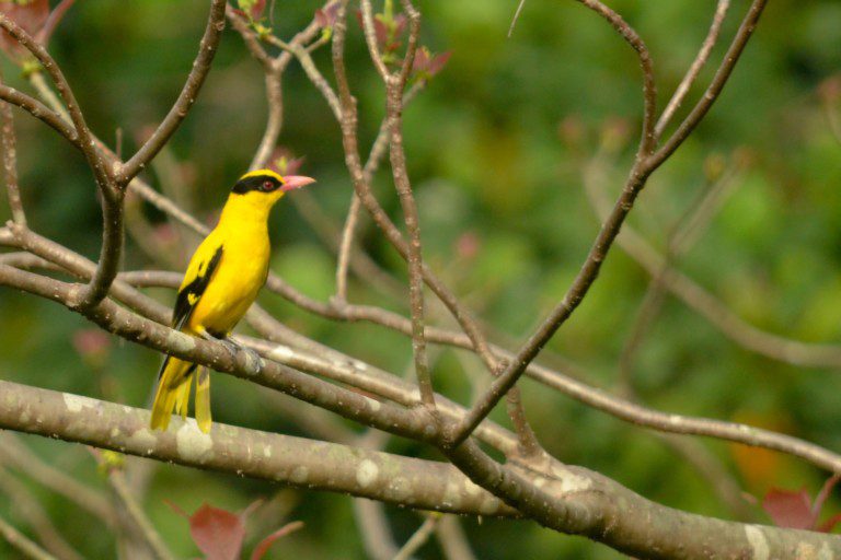 Black-naped Oriole