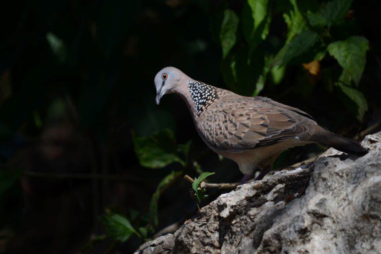 Eastern Spotted Dove resized