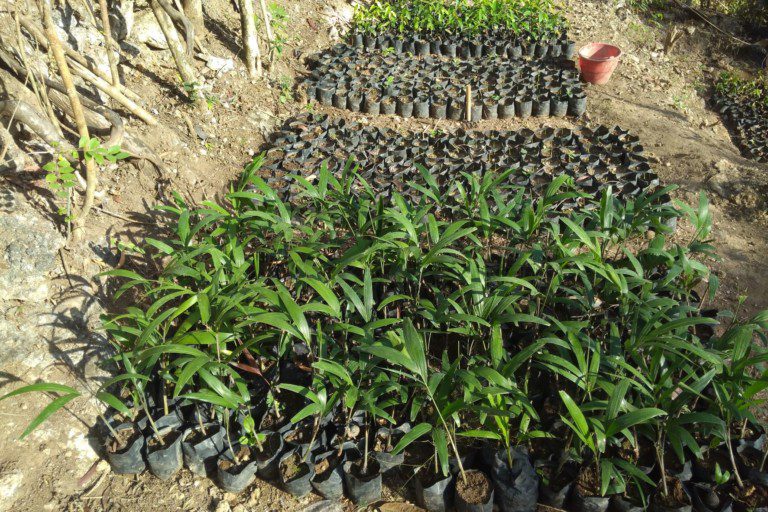 Friends of Nature, People and Forests nursery on Nusa Penida, Bali, Indonesia