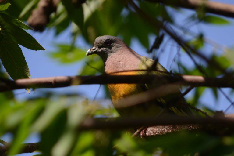 Pink-necked Green Pigeon resized