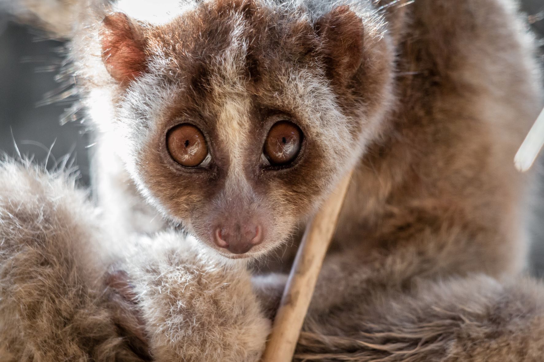 Slow loris being cared for at the Bali Wildlife Recue Center run by Friends of Nature, People and Forests (FNPF), Indonesia