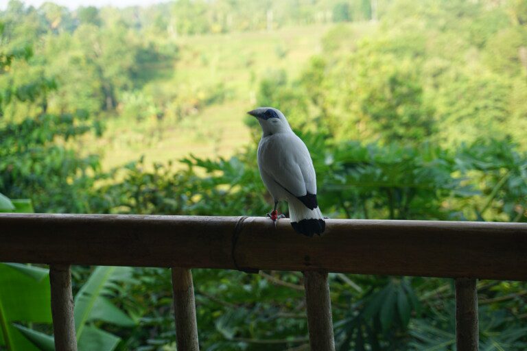 Bali starling