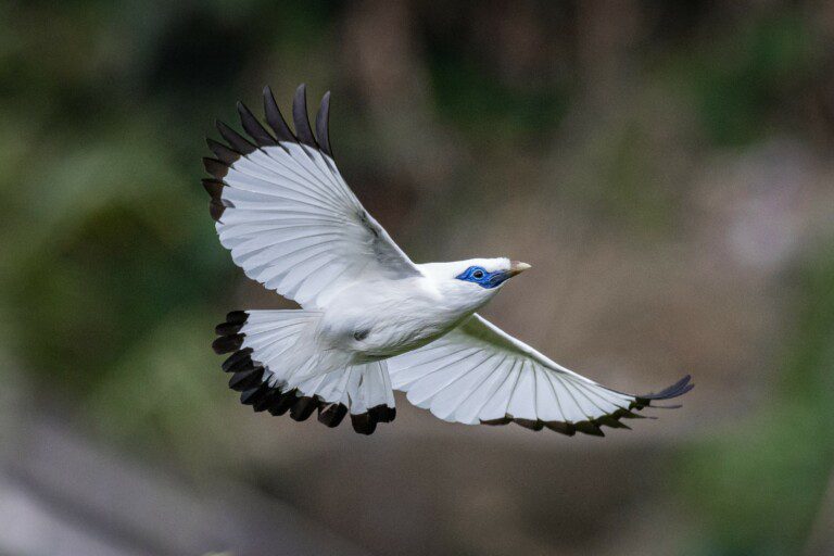 Friends of Nature, People and Forests FNPF has saved the Bali Starling, one of the world’s rarest birds, from the brink of extinction in the wild in Indonesia.