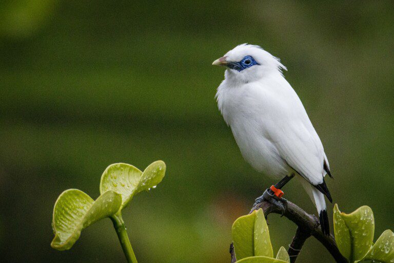 Friends of Nature, People and Forests FNPF has saved the Bali Starling, one of the world’s rarest birds, from the brink of extinction in the wild in Indonesia.