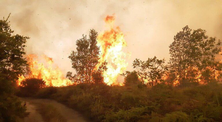 Forest fire on Kalimantan, Indonesia