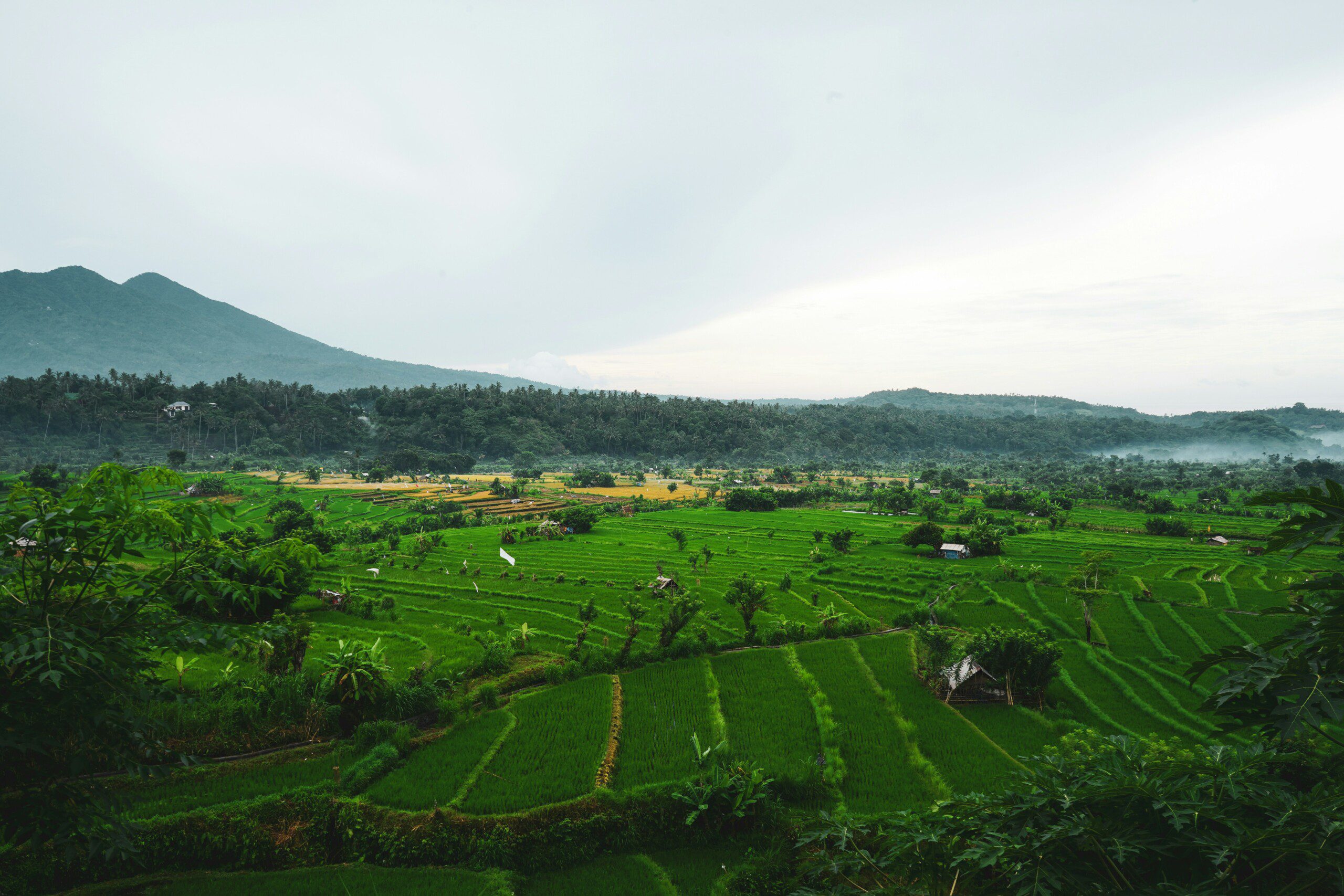 Jatiluwih Rice Terraces, Bali, Indonesia, Photo: Unsplash/mtsjrdl