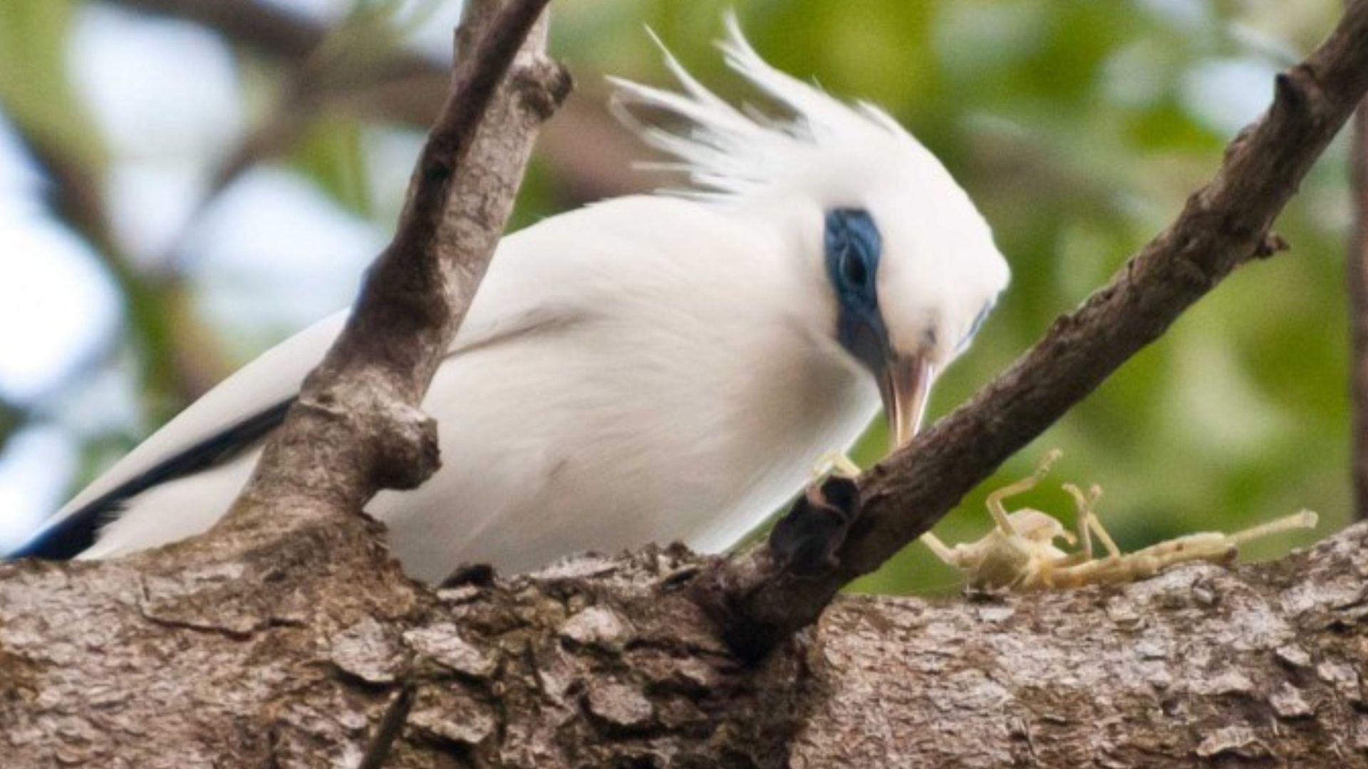 Bali starling