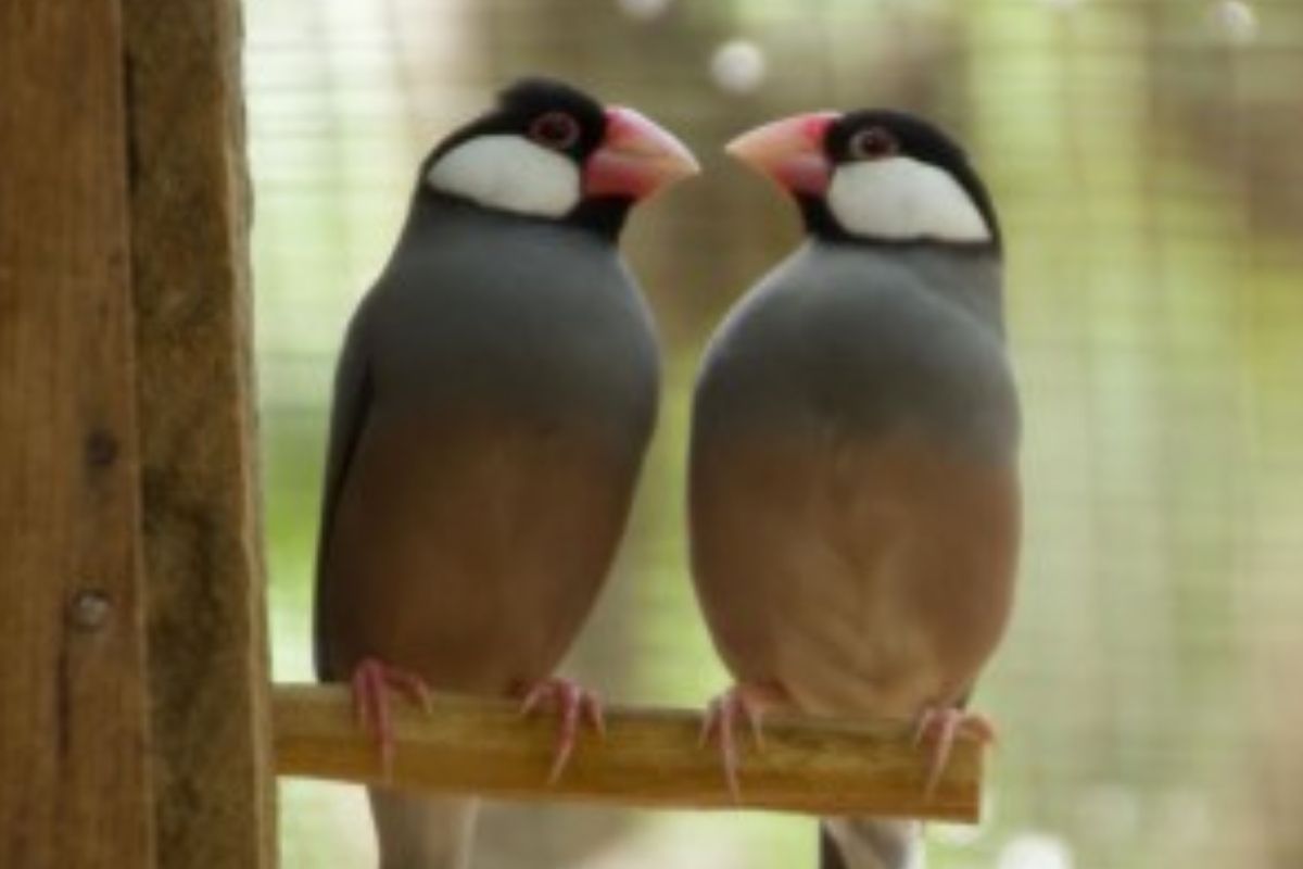 Java sparrow