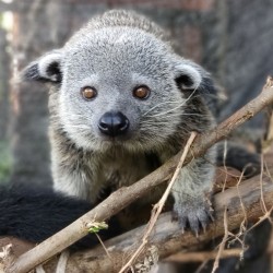 Binturong