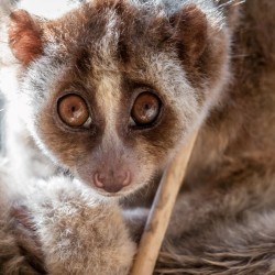 Slow loris being cared for at the Bali Wildlife Recue Center run by Friends of Nature, People and Forests (FNPF), Indonesia