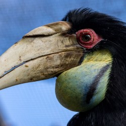 Hornbill